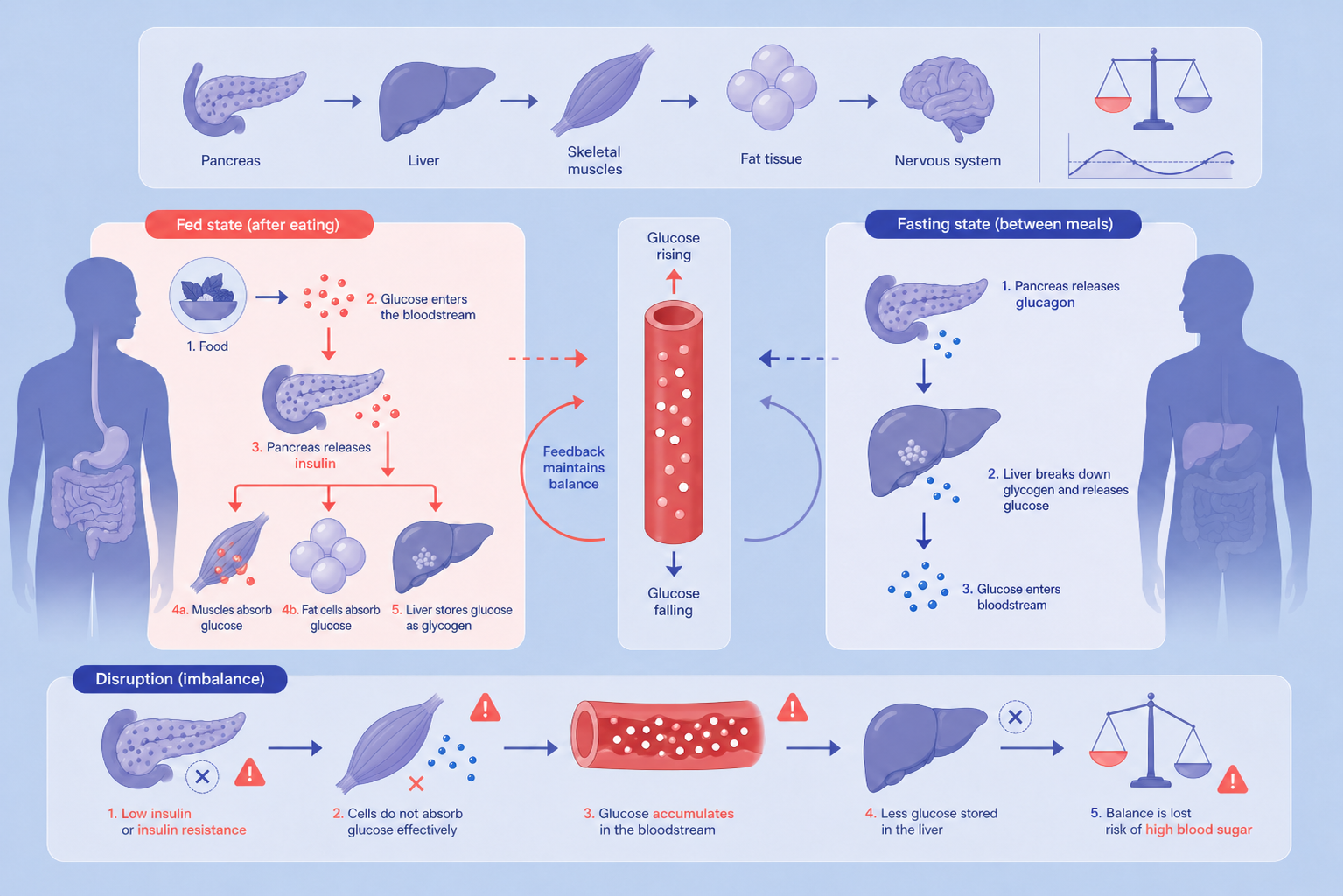 How blood glucose monitoring works